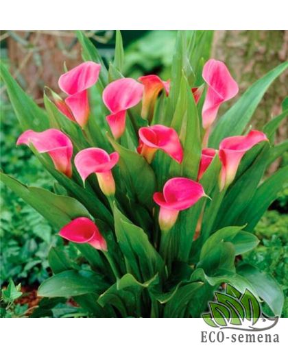 Калла (клубень) Pink