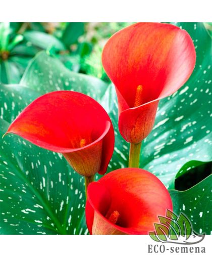 Калла (клубень) Red