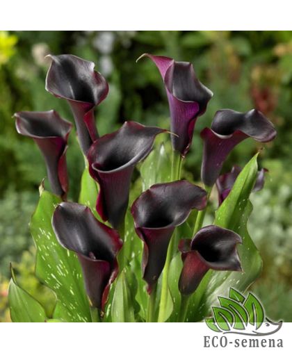 Калла (клубень) Schwarzwalder