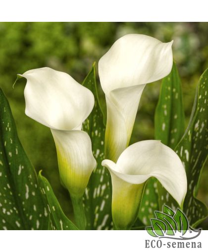 Калла (клубень) White