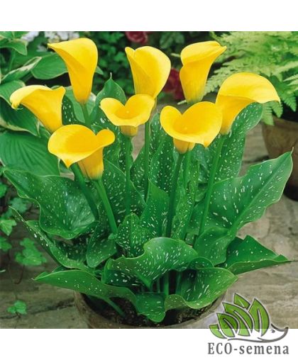 Калла (клубень) Yellow