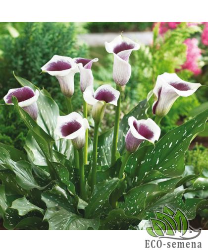 Калла (клубень) Picasso