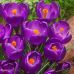 Крокус (луковица) крупноцветковый Flower Record Крокус (луковица) крупноцветковый Flower Record