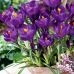 Крокус (луковица) крупноцветковый Flower Record Крокус (луковица) крупноцветковый Flower Record