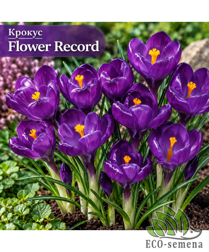 Крокус (луковица) крупноцветковый Flower Record Крокус (луковица) крупноцветковый Flower Record