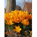 Крокус (луковица) крупноцветковый Golden Yellow Крокус (луковица) крупноцветковый Golden Yellow