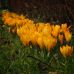 Крокус (луковица) крупноцветковый Golden Yellow Крокус (луковица) крупноцветковый Golden Yellow