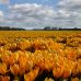 Крокус (луковица) крупноцветковый Golden Yellow Крокус (луковица) крупноцветковый Golden Yellow