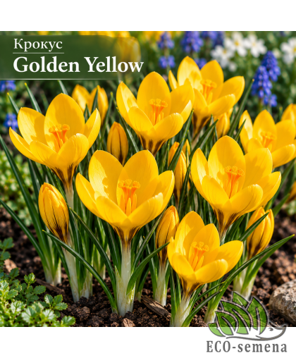 Крокус (луковица) крупноцветковый Golden Yellow Крокус (луковица) крупноцветковый Golden Yellow