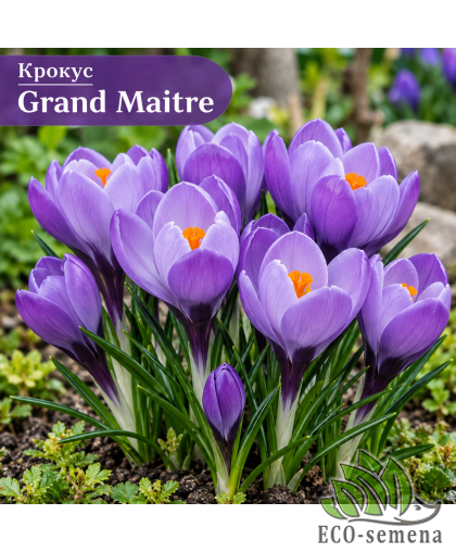 Крокус (луковица) крупноцветковый Grand Maitre Крокус (луковица) крупноцветковый Grand Maitre