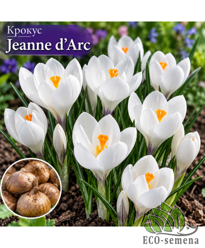 Крокус (луковица) крупноцветковый Jeanne d'Arc Крокус (луковица) крупноцветковый Jeanne d'Arc