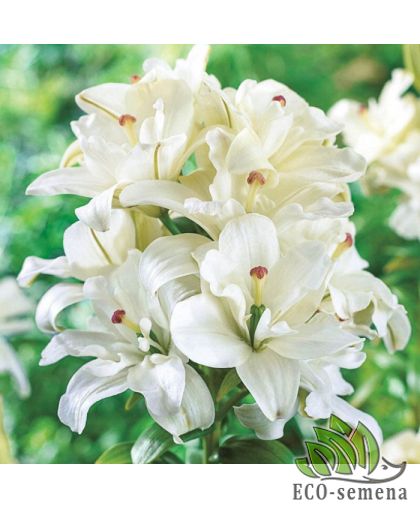 Лилия (луковица) махровая Annemarie’s Dream Лилия (луковица) махровая Annemarie’s Dream