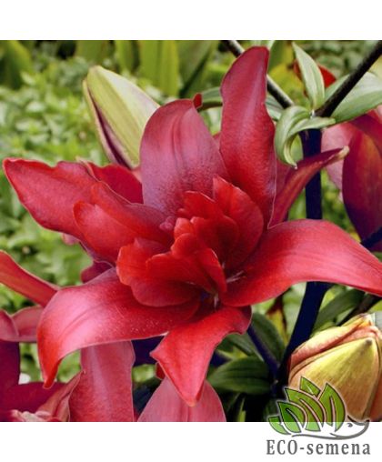 Лилия (луковица) махровая Coctail Twins Лилия (луковица) махровая Coctail Twins