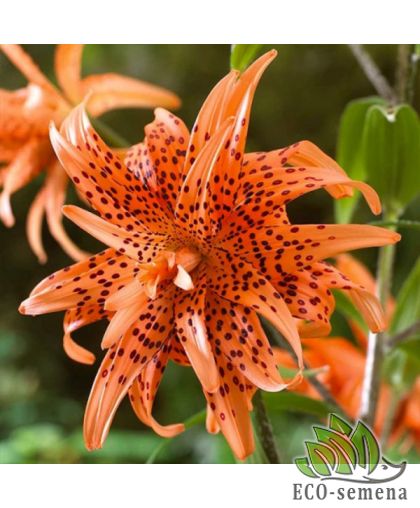 Лилия (луковица) махровая Flore Pleno Лилия (луковица) махровая Flore Pleno