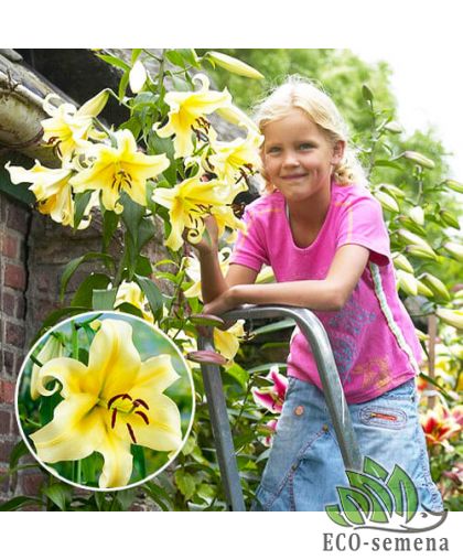 Лилия (луковица) гигант Honeymoon Лилия (луковица) гигант Honeymoon