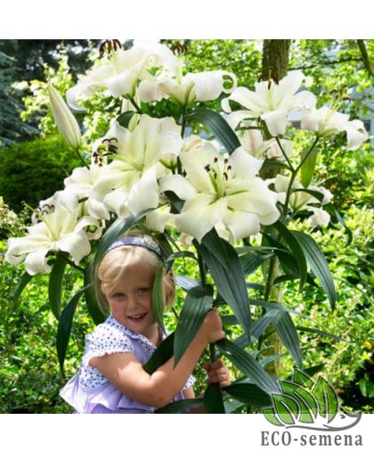 Лилия (луковица) гигант Pretty Woman Лилия (луковица) гигант Pretty Woman