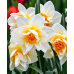 Нарцисс (луковица) махровый Flower Drift Нарцисс (луковица) махровый Flower Drift