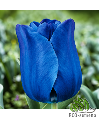 Тюльпан (луковица) триумф Bleu Aimable