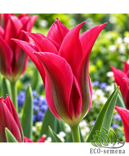 Тюльпан (луковица) Doll"s Minuet