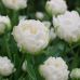 Тюльпан (луковица) махровый Mount Tacoma