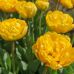 Тюльпан (луковица) махровый Yellow Pomponnette