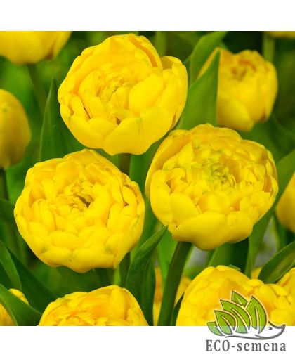 Тюльпан (луковица) махровый Yellow Pomponnette