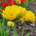 Тюльпан (луковица) махровый Yellow Pomponnette