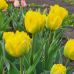 Тюльпан (луковица) махровый Yellow Pomponnette