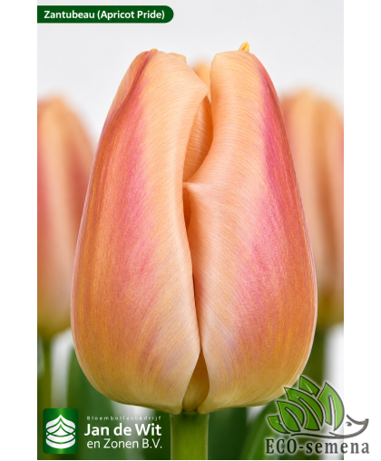 Тюльпан (луковица) триумф Zantubeau (Apricot Pride)