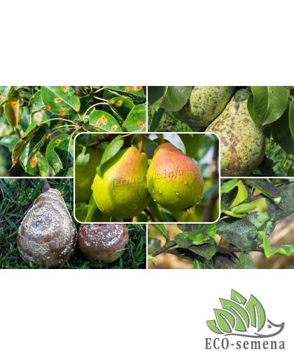 Защита Груши