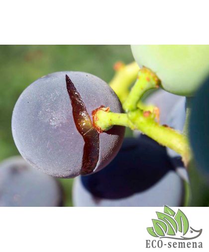 Что делать, если лопаются ягоды винограда ?