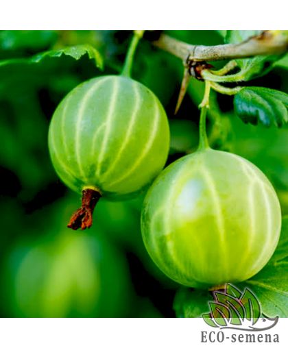 Агрус (Крыжовник) Малахит, зеленый