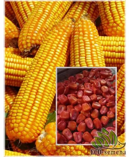 Семена кормовой Кукурузы Даниил 1 кг