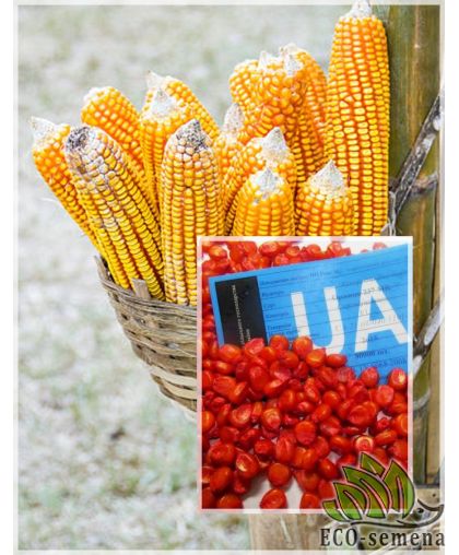 Семена кормовой Кукурузы Днепровский 257 СВ 1 кг