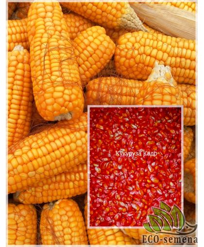 Семена кормовой Кукурузы Кадр 267 МВ 1 кг