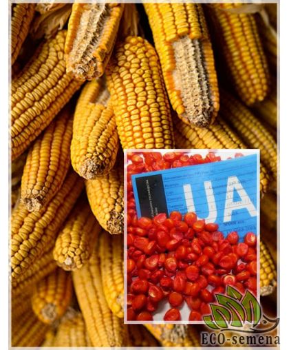 Семена кормовой Кукурузы Любава 1 кг