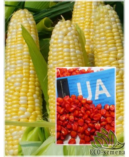 Семена кормовой Кукурузы Оржица 237 МВ F1, 1 кг