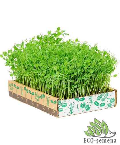 Семена Горох зеленый на Микрогрин (микрозелень) 100 г