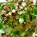 Семена Microgreen Микрозелень Лен коричневый органический НК Елит 50 г Семена Microgreen Микрозелень Лен коричневый органический НК Елит 50 г
