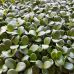 Семена Microgreen Микрозелень Расторопша НК Елит 50 г Семена Microgreen Микрозелень Расторопша НК Елит 50 г