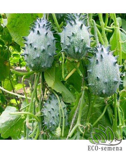 Семена Кивано (огурец) 5 шт (zip-paket)