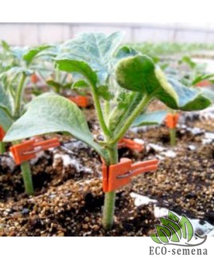 Підщепа Шинтоза NWB (Кавун, диня, огірок) 5шт