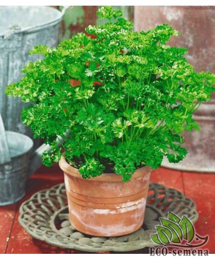 Петрушка Комнатная листовая (среднеранняя) 2 г Петрушка Комнатная листовая (среднеранняя) 2 г