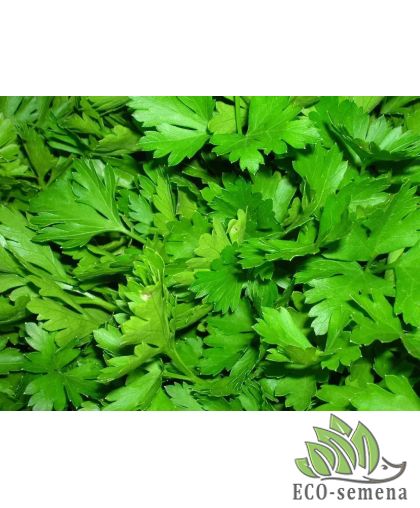 Петрушка листовая Маэстро Anseme/Италия 1 г Петрушка листовая Маэстро Anseme/Италия 1 г