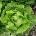 Салат Галандер ромен Moravo Seeds/Чехія 0.3 г