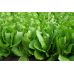 Салат Галандер ромен Moravo Seeds/Чехія 0.3 г