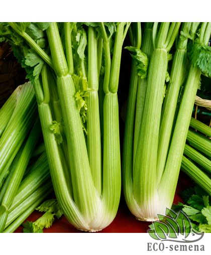 Сельдерей черешковый Юта Suba Seeds/Италия 0,5 г Сельдерей черешковый Юта Suba Seeds/Италия 0,5 г