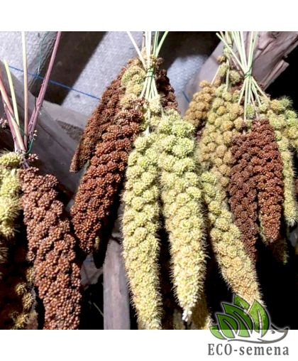 Семена Чумиза белая (на корм птицам) 10 г (zip-пакет)