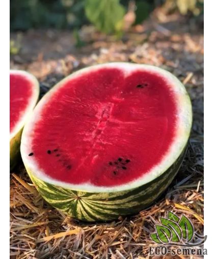 Арбуз Балатон F1 Syngenta/Швейцария 10 шт (zip-paket) Арбуз Балатон F1 Syngenta/Швейцария 10 шт (zip-paket)