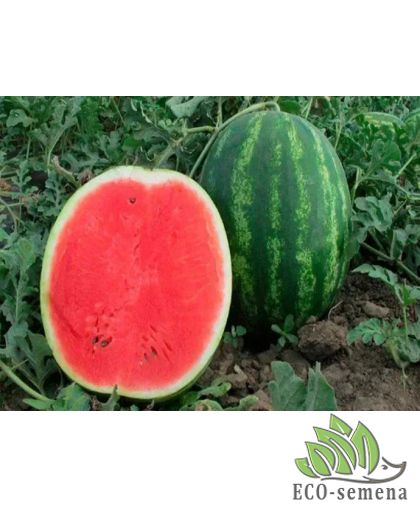 Арбуз Бархан F1 Syngenta/Нидерланды 10 шт (zip-paket) Арбуз Бархан F1 Syngenta/Нидерланды 10 шт (zip-paket)